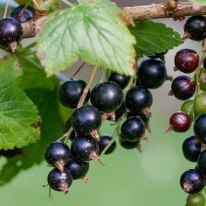 Cassissier Black down