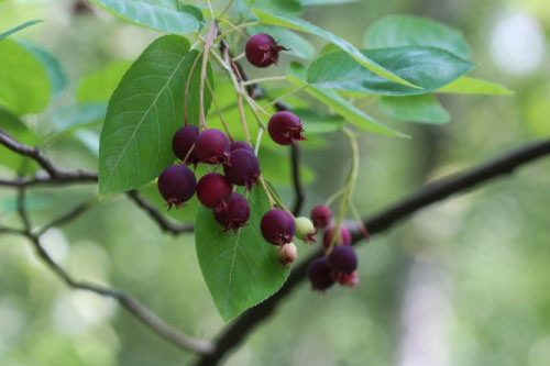 amelanchier_lamarkii