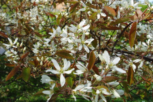 amelanchier_lamarkii2