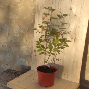 Amélanchier Lamarckii
