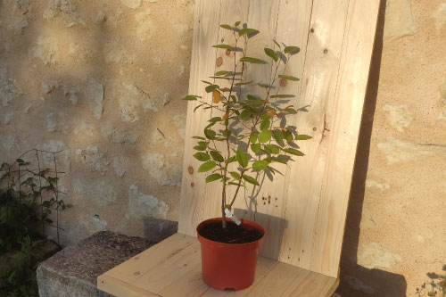 amelanchier_lamarkii3