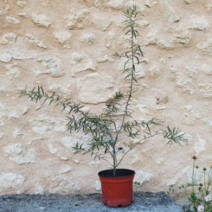 Argousier Askola (femelle)