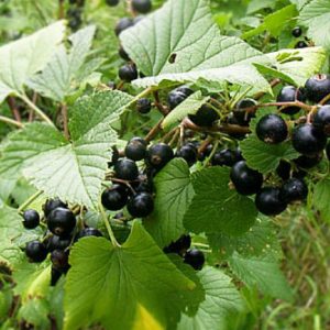 Cassissier Black down