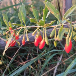 Baie de goji