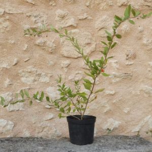 Baie de goji