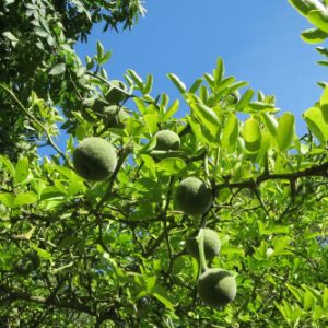 Poncirus trifoliata