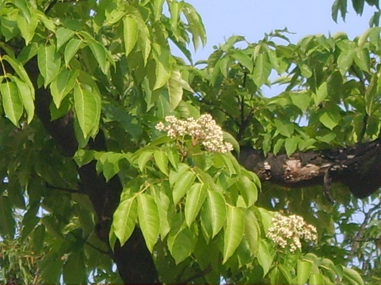 Arbre à miel