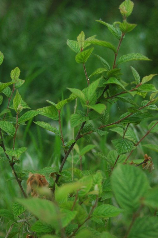 Prunus_tomentosa_leaves