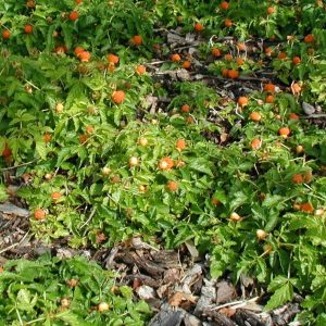 Rubus tapissante