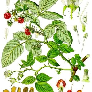 Framboisier Héritage