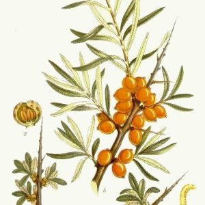 Argousier Pollmix (mâle)
