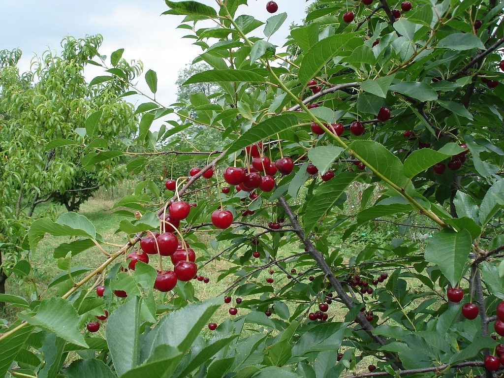 prunus_carmine_jewel