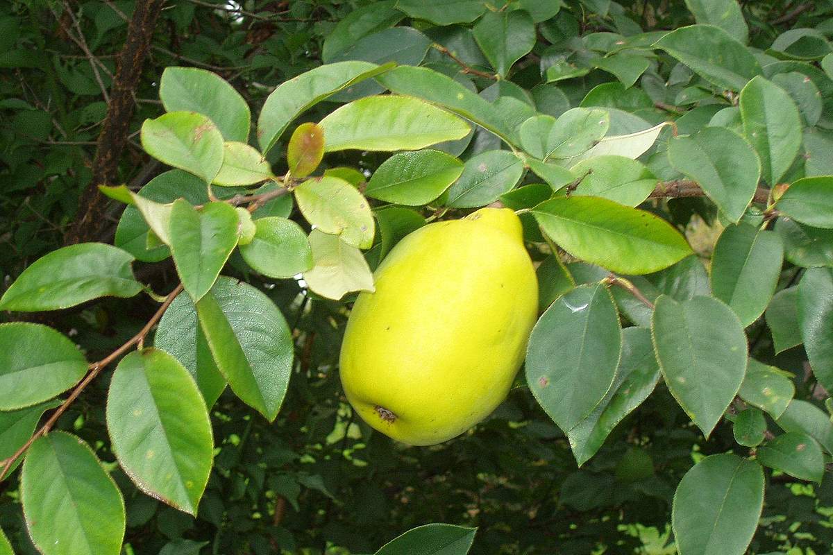 sinensis cognassier de chine
