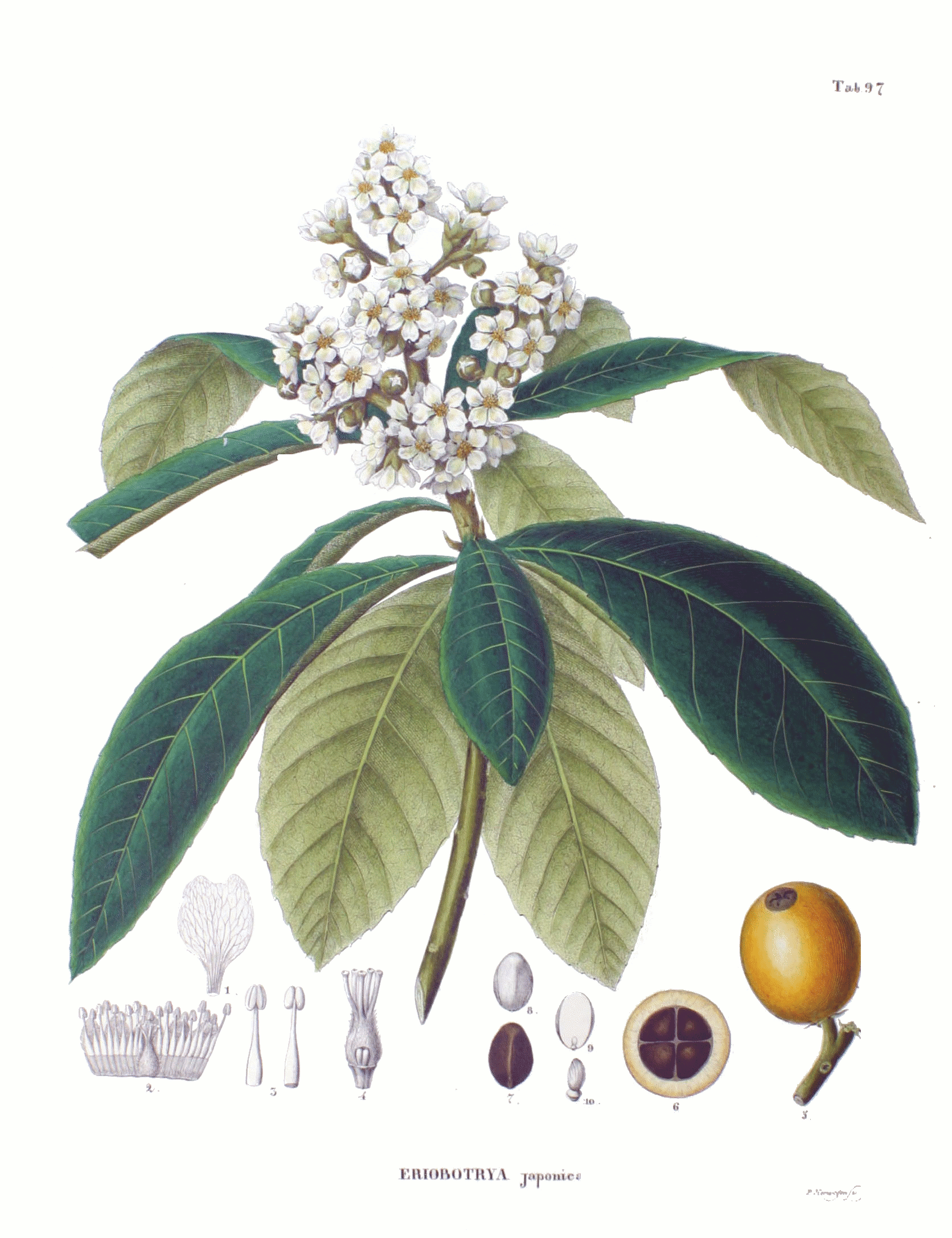 Eriobotrya_japonica_SZ97