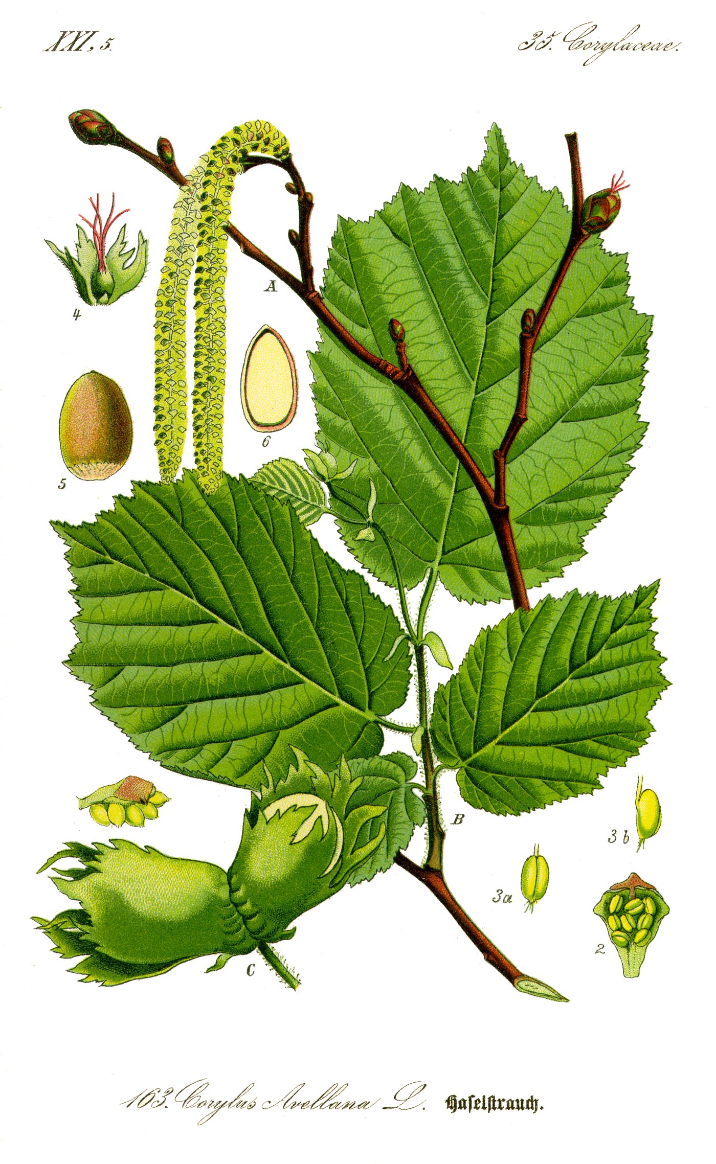 Illustration_Corylus_avellana0_clean